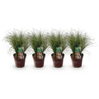 Siergræs - Carex comans Frosted Curls - Grøn - 4 Planter - Bladholdende - Let Vedligeholdelse - Potte 17cm Højde 50cm