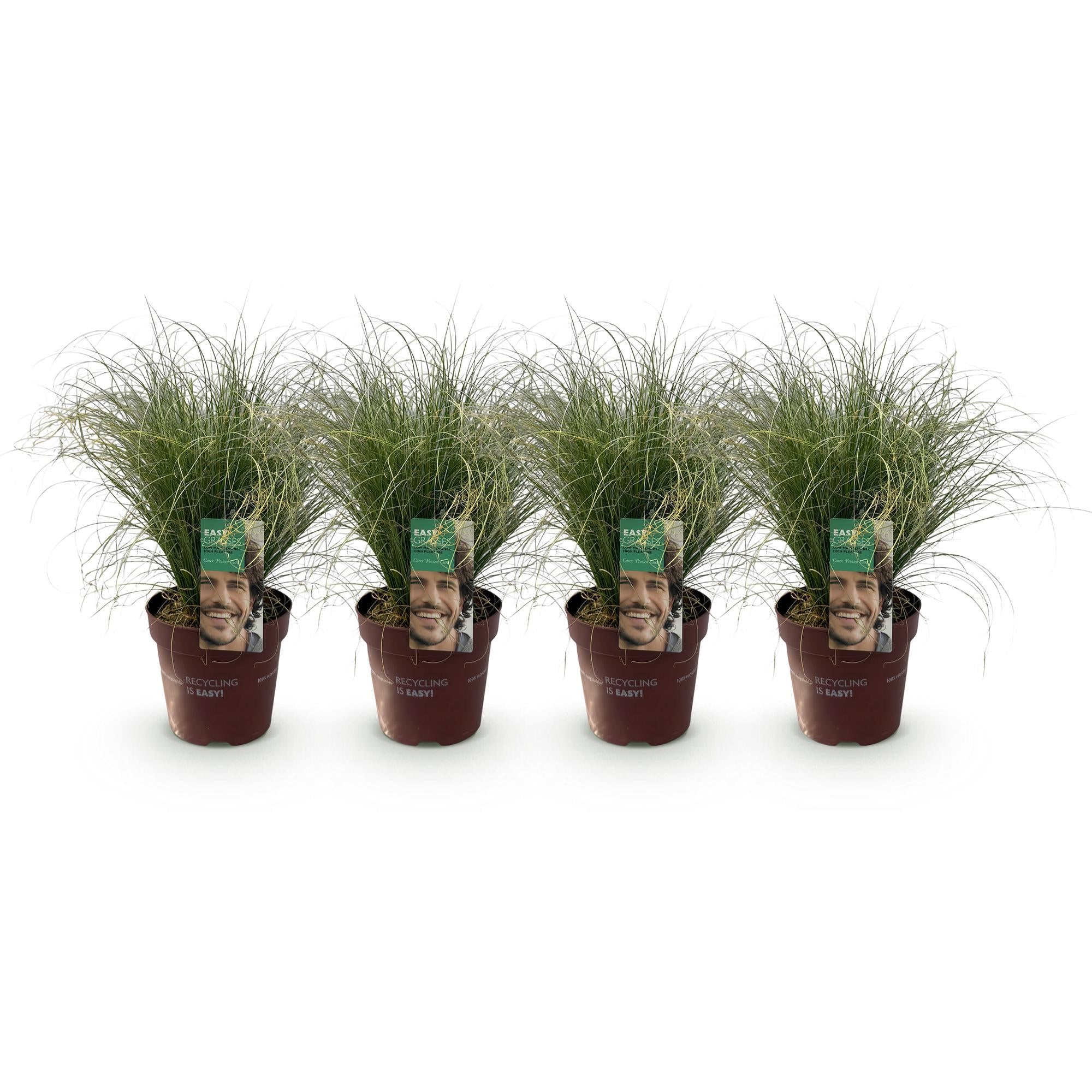 Siergræs - Carex comans Frosted Curls - Grøn - 4 Planter - Bladholdende - Let Vedligeholdelse - Potte 17cm Højde 50cm