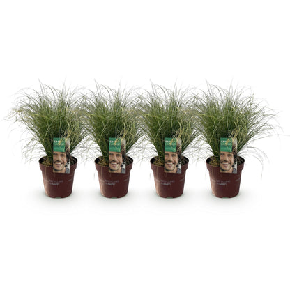 Prydnadsgräs - Carex comans Frosted Curls - Grön - 4 plantor - Bladrik - Lättskött - Kruka 17 cm hög 50 cm