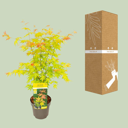 Acer palmatum Orange Dream - Ø19cm - ↕50cm