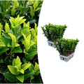 2 x 6 pack Euonymus 'Green Spire' - Ø 7 cm - ↨ 15 cm