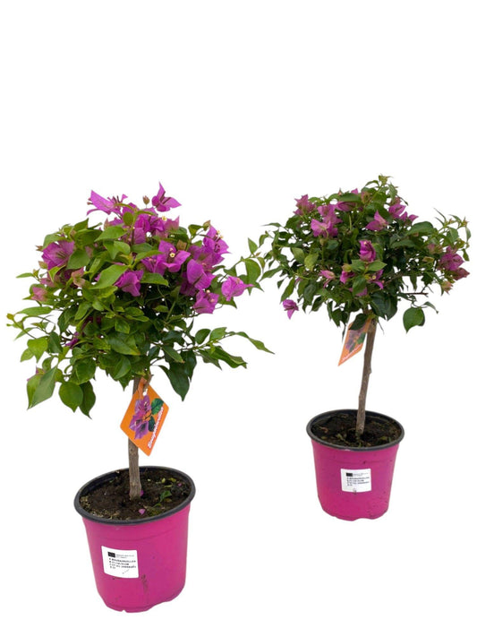 Bougainvillea Sanderiana på stjälk – 1 st – Ø17 cm – Höjd ca. 55 cm
