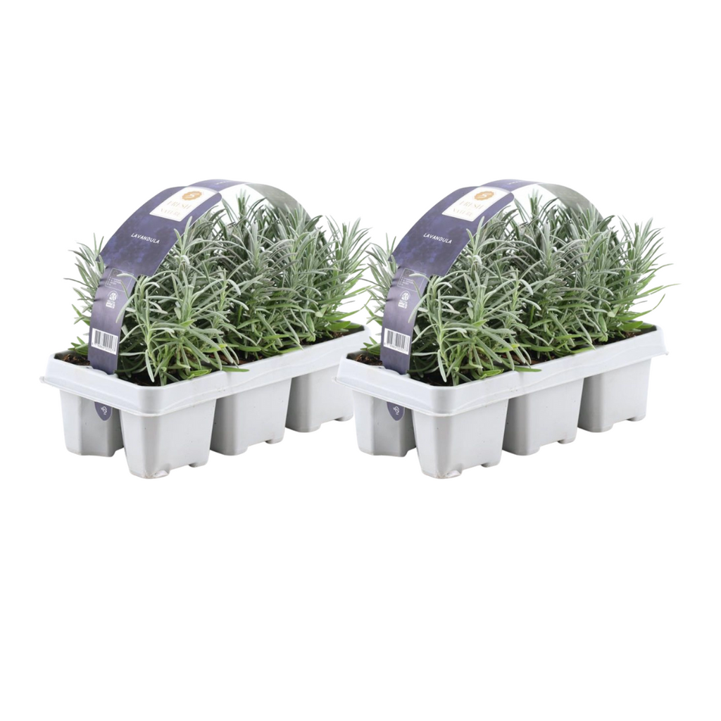 2x 6 pack Lavendel angustifolia - Ø7 cm - ↕15 cm