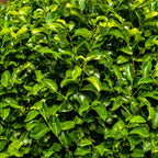 Prunus laurocerasus 'Rotundifolia' – 6 stk. stedsegrønne hækplanter – Dækker 1 meter – Højde 50 cm – Pot Ø17 cm