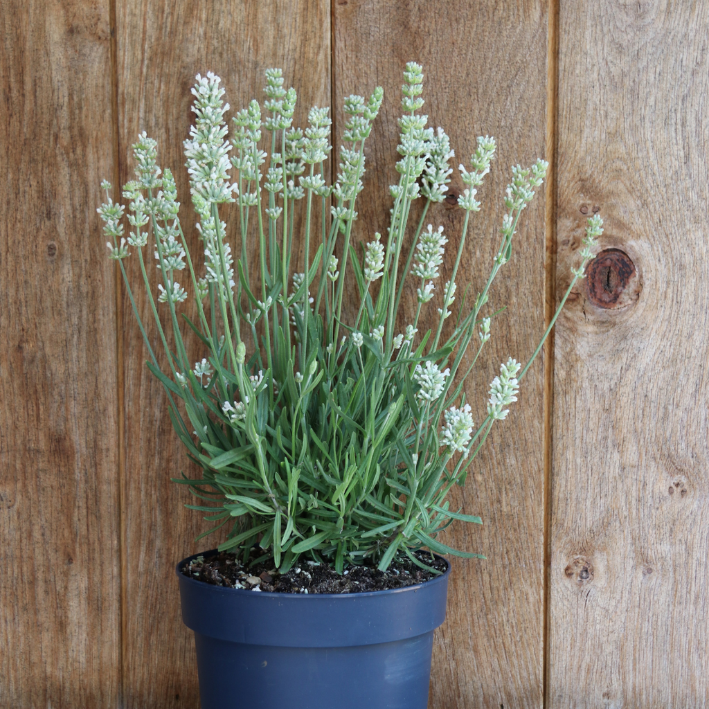 6x Lavandula angustifolia Felice® - 12 cm potte - Sæt med 6 lavendelplanter