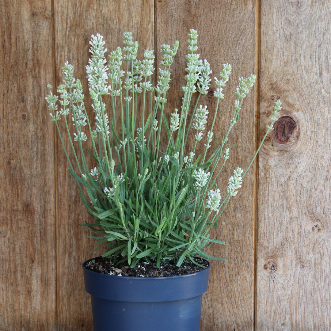6x Lavandula angustifolia Felice® - 12 cm potte - Sæt med 6 lavendelplanter