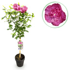 Hibiscus syriacus 'Magenta Chiffon®' – Stammeplante – Bladfaldende Terrasseplante – Pot 19 cm – Højde 90 cm