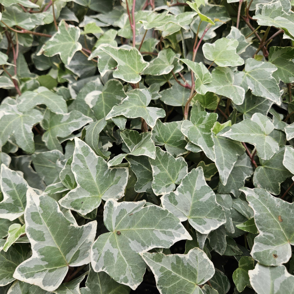 Hedera helix 'Glacier' 6x - ↕10-25cm - Ø9cm