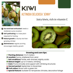 Summer Fruits" BIO Frugtplanter Mix Sæt med 4 forskellige typer