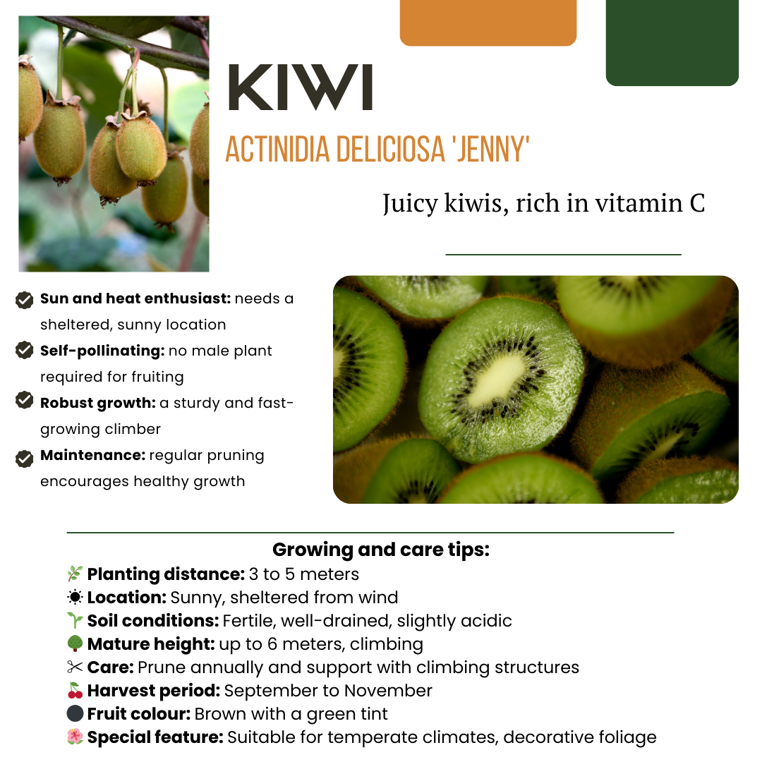 Summer Fruits" BIO Frugtplanter Mix Sæt med 4 forskellige typer