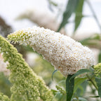 Fjärilsbuske - Buddleja davidii Vit överflöd - Blommor vita - 1 planta - Lövfällande - Fjärilslockande - Kruka 17 cm Höjd 25 cm