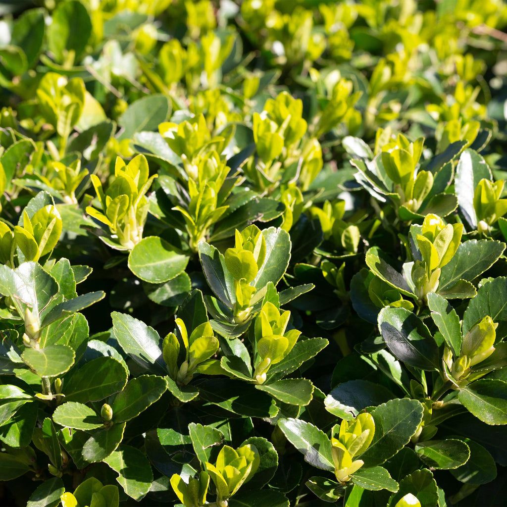 Hækplante – Euonymus japonicus Green Spire – 8 Planter – 1 Løbende Meter – Stedsegrøn – Potte 9 cm – Højde 20-25 cm