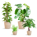 Plejevenlig Plantekasse - medium - med kurv Sofia