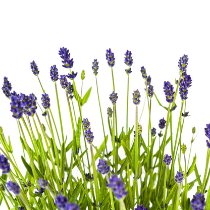 Lavandula angustifolia 2X Ø19cm - Height 40-50cm:
