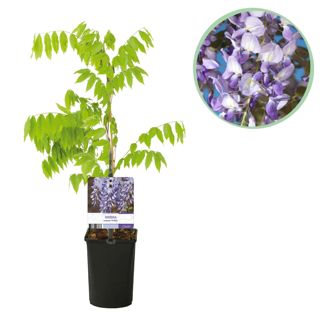 Blue Rain - Wisteria floribunda Prolific - Flower Blue - 1 plante - Potte 11cm Højde 40cm