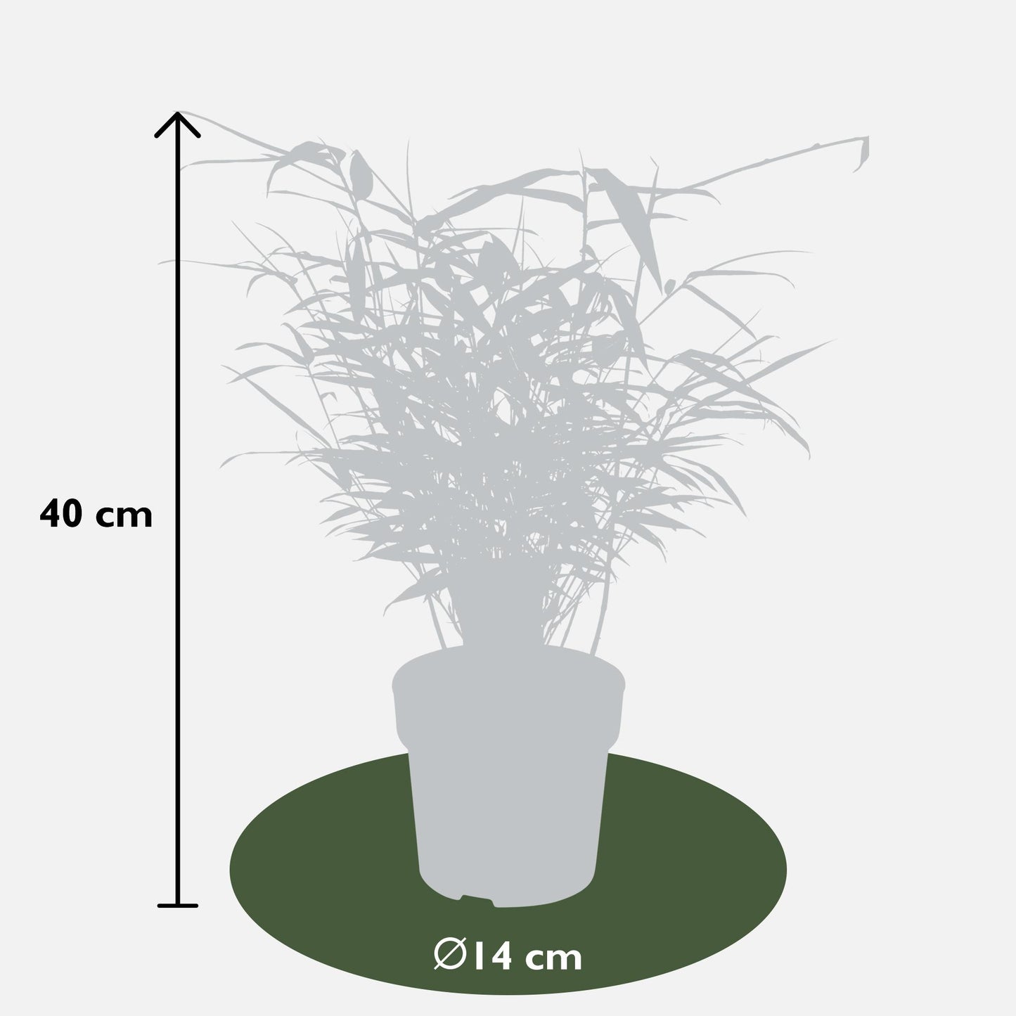 Fargesia rufa - Ikke-invasiv bambus - Ø29cm - ↕80cm - Ø14 - ↨40cm