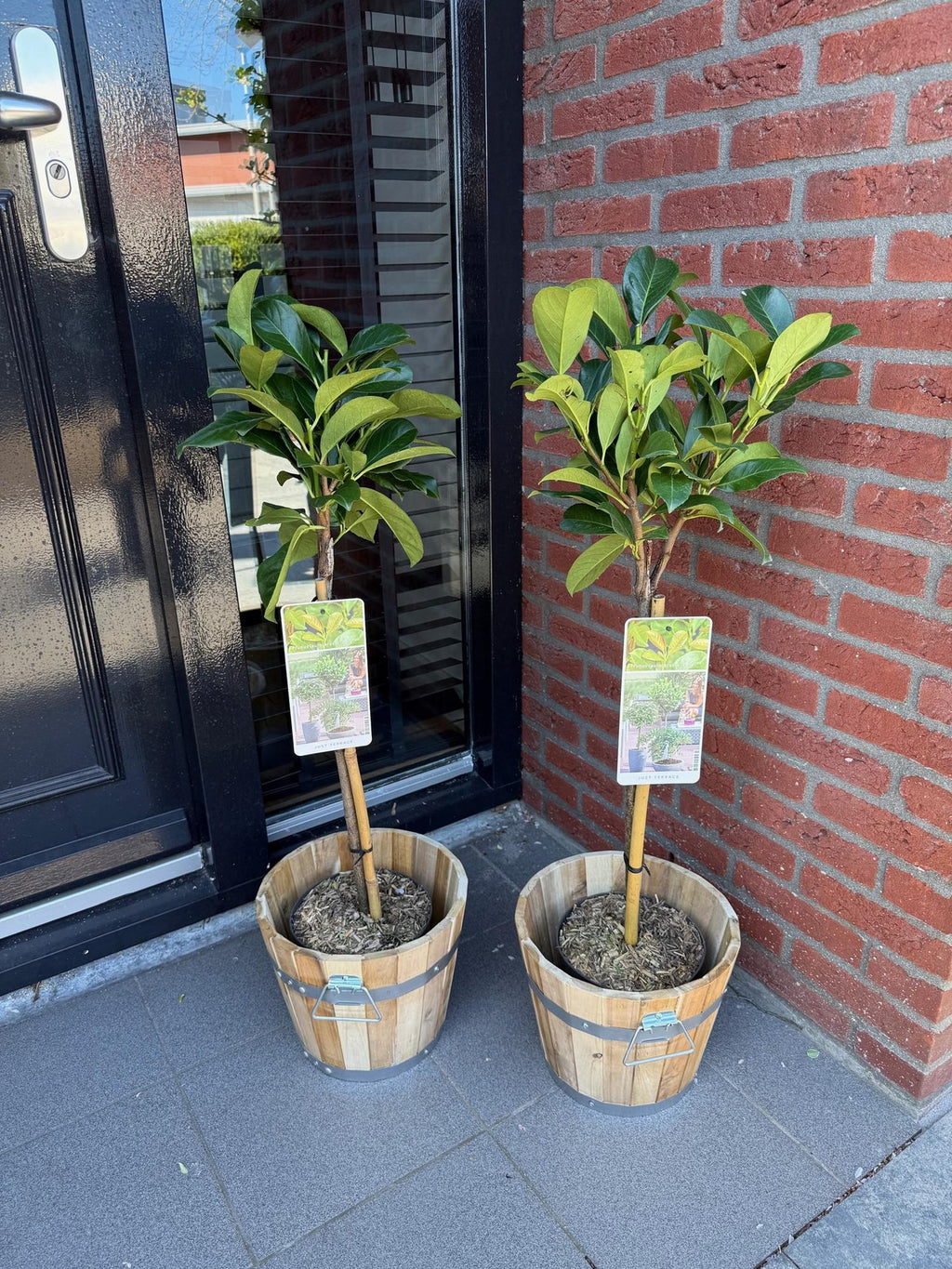 Havedyrkningsplante – Prunus laurocerasus Etna® – Plante på stamme – Terrasseplante – Stedsegrøn – Lavt Vedligehold – Potte Ø19 cm Højde 90 cm