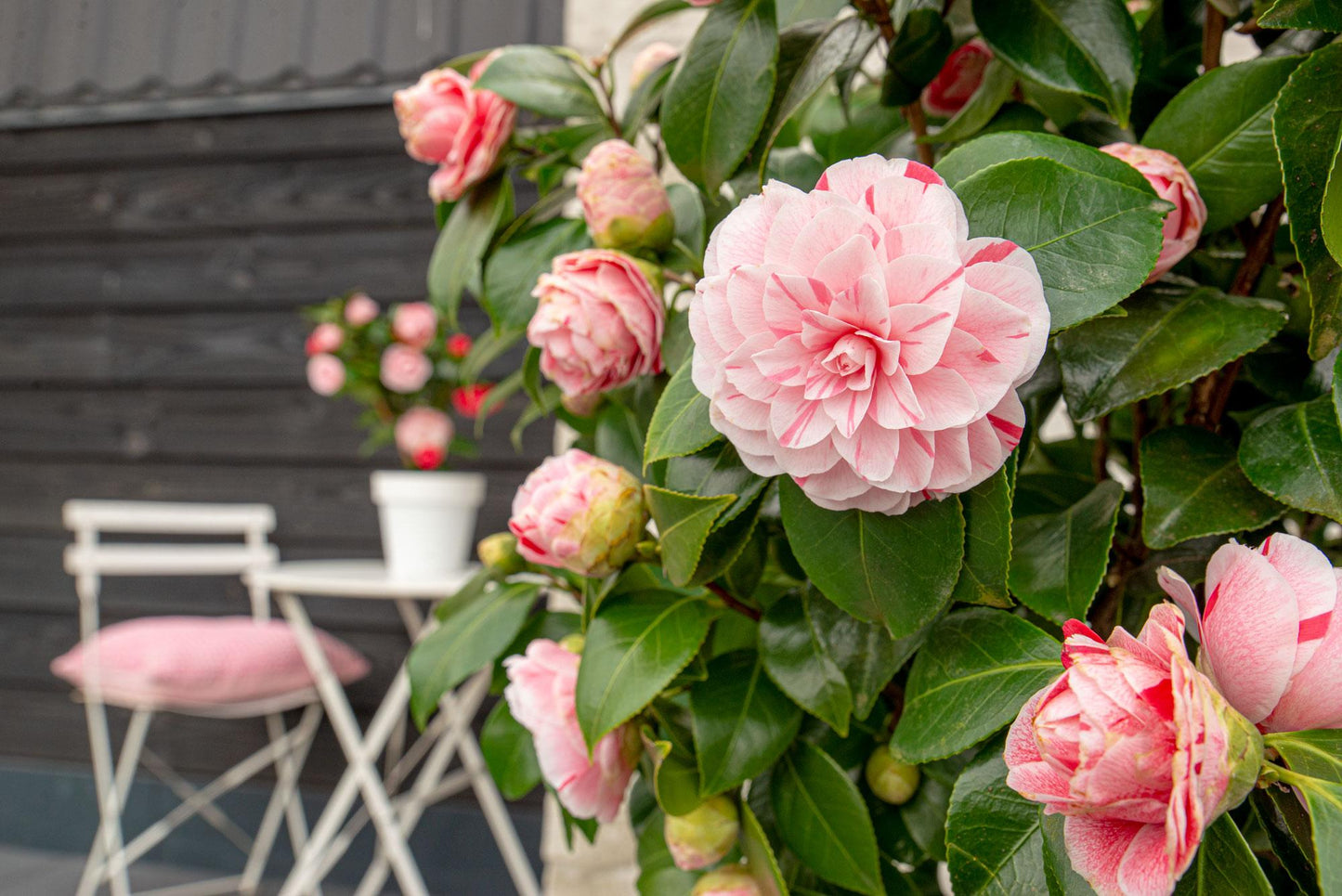 Camellia japonica Bonomiana - Ø29cm - ↕90cm - Ø19 - ↨65cm