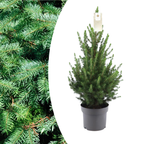 Lille Juletræ – 70 cm – Picea Glauca Conica | Mini Juletræ til Indendørs og Udendørs Brug