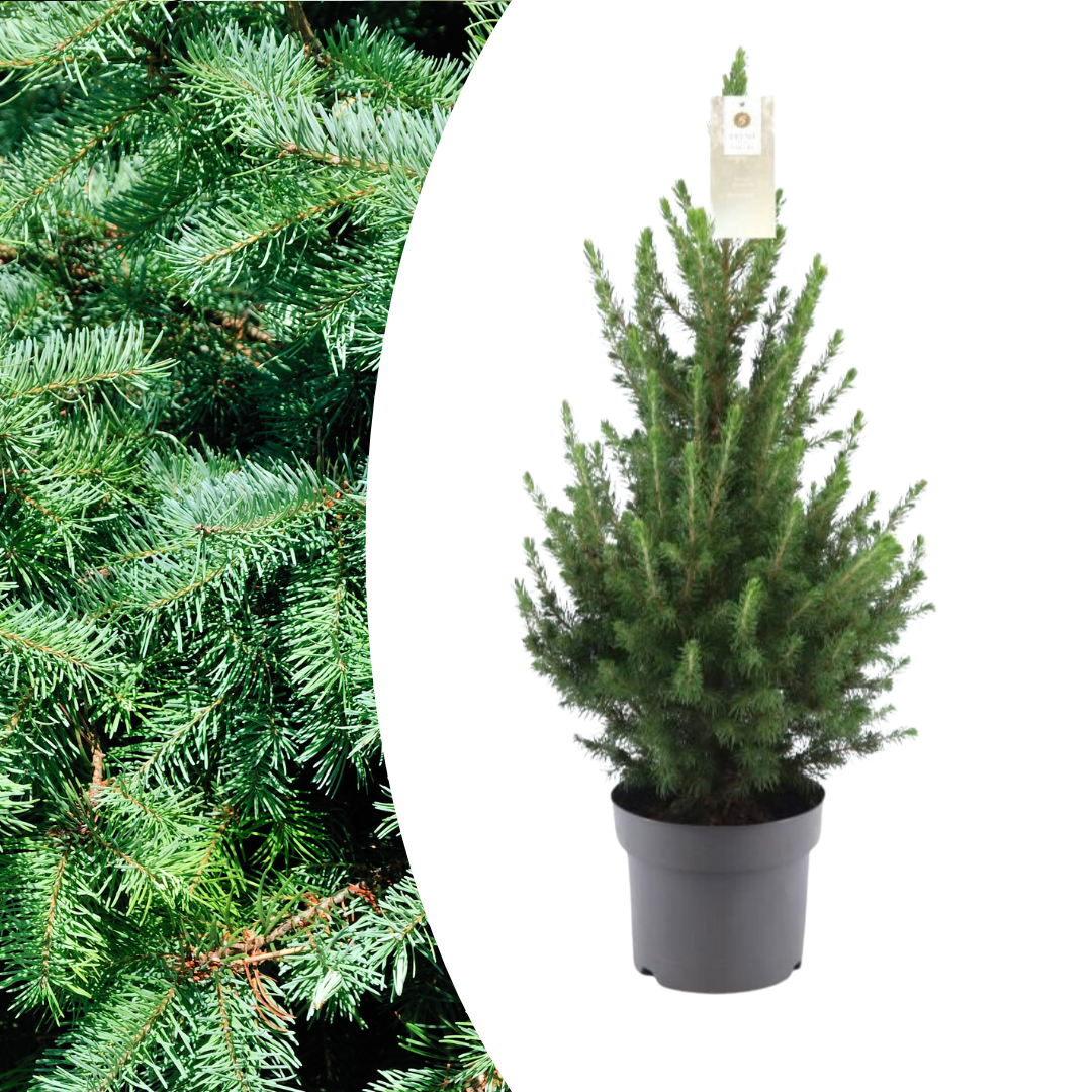 Lille Juletræ – 70 cm – Picea Glauca Conica | Mini Juletræ til Indendørs og Udendørs Brug
