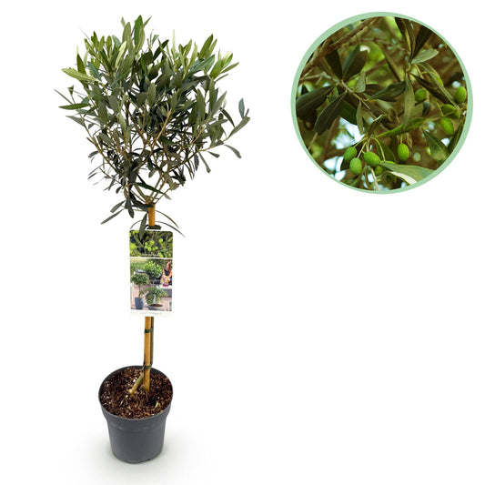 Havenplante - Olea Europaea - Plante på stamme - Terrasseplante - Bladholdende - Let vedligeholdelse - Potte 19cm Højde 90cm