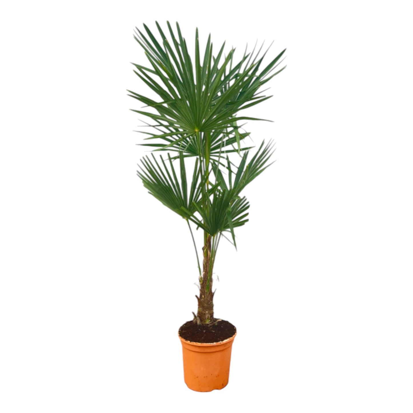 Trachycarpus Fortuneii - 150 cm - Ø27cm 