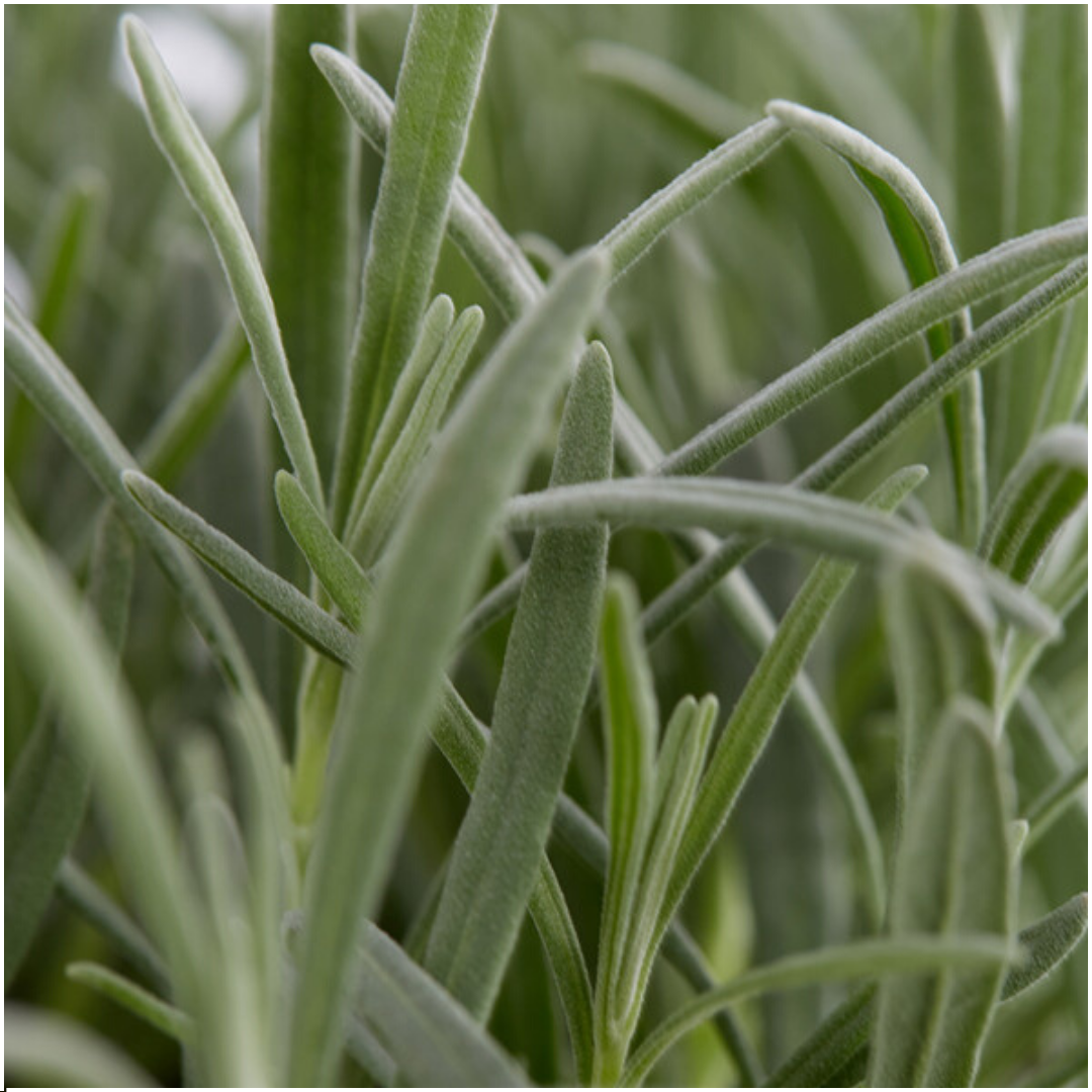 1x 6 pack Lavendel angustifolia - 6 x Ø7 cm - ↕15 cm