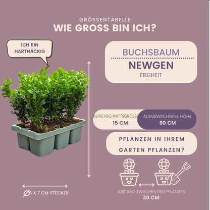 8 x 6-pack Buxus NewGen Freedom – Vinterhärdiga vintergröna buskar – 48 x Ø7 cm – Höjd ca 15 cm | Kompakt buxbom 