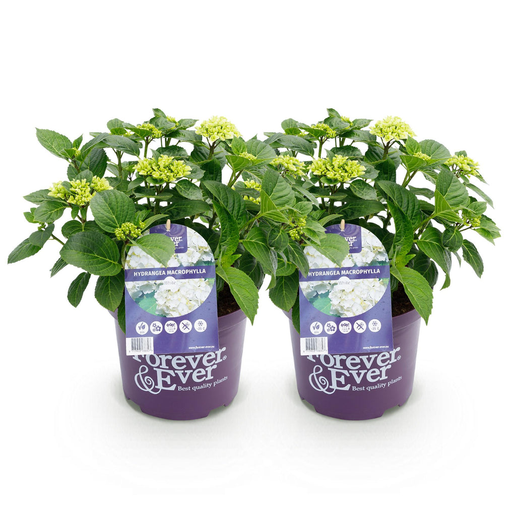 Terrasseplante - Hortensia - Hydrangea Forever & Ever - Hvid - 7-12 Blomster - 2 Planter - Potte 23cm - Højde 55cm