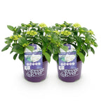 Terrasseplante - Hortensia - Hydrangea Forever & Ever - Hvid - 7-12 Blomster - 2 Planter - Potte 23cm - Højde 55cm