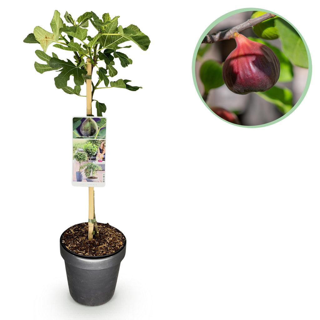 Ficus Carica Brown Turkey - Plante På Stamme - Terrasseplante - Løvfældende - Let Vedligehold - Potte 19cm - Højde 90cm