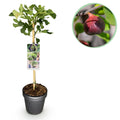 Ficus Carica Brown Turkey - Plante På Stamme - Terrasseplante - Løvfældende - Let Vedligehold - Potte 19cm - Højde 90cm