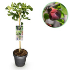 Ficus Carica Brown Turkey - Plante På Stamme - Terrasseplante - Løvfældende - Let Vedligehold - Potte 19cm - Højde 90cm