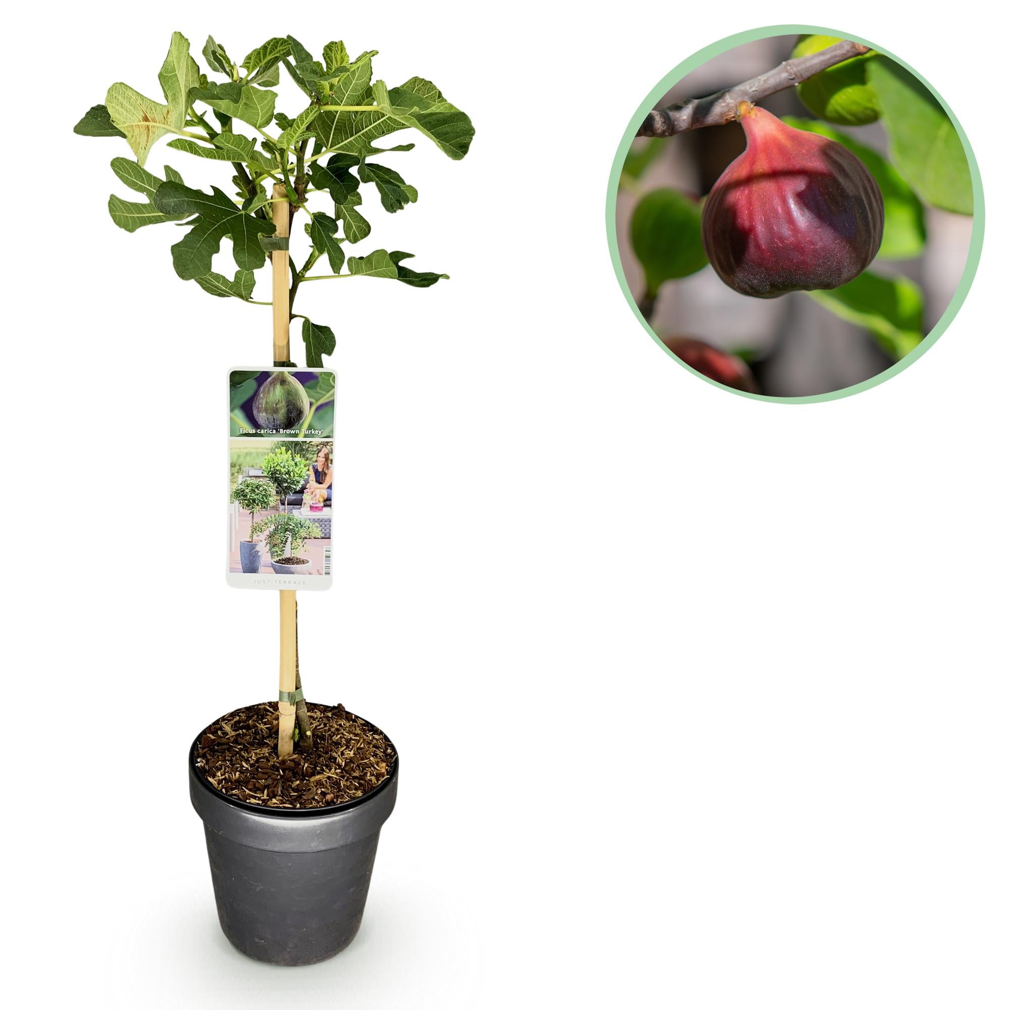 Ficus Carica Brown Turkey - Plante På Stamme - Terrasseplante - Løvfældende - Let Vedligehold - Potte 19cm - Højde 90cm