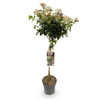 Tuinplante - Viburnum Tinus - Plante På Stamme - Terrasseplante - Vintergrøn - Let Vedligehold - Potte 19cm - Højde 90cm