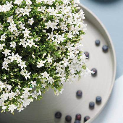 Campanula Addenda - Klokkeblomst hvid potte størrelse 12cm - 2m2 bunddække - 12 stk - Ambella hvid - haveplanter - vinterhårdfør