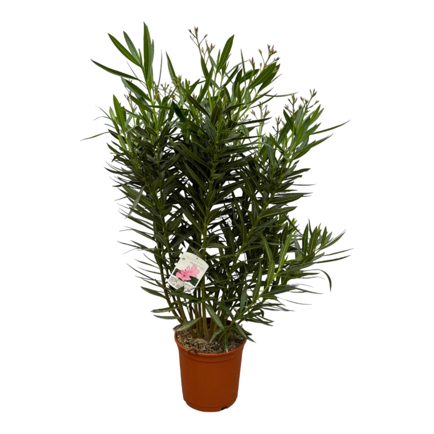 Nerium Oleander bush with white flower - 160 cm - Ø30 cm 