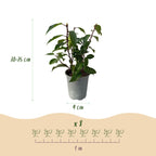 Hækplanter - Prunus lusitanica Angustifolia - Grønne Blade - 8 Planter - 1 Meter Lang Hæk - Stedsegrøn - Potte 9cm Højde 30-35cm