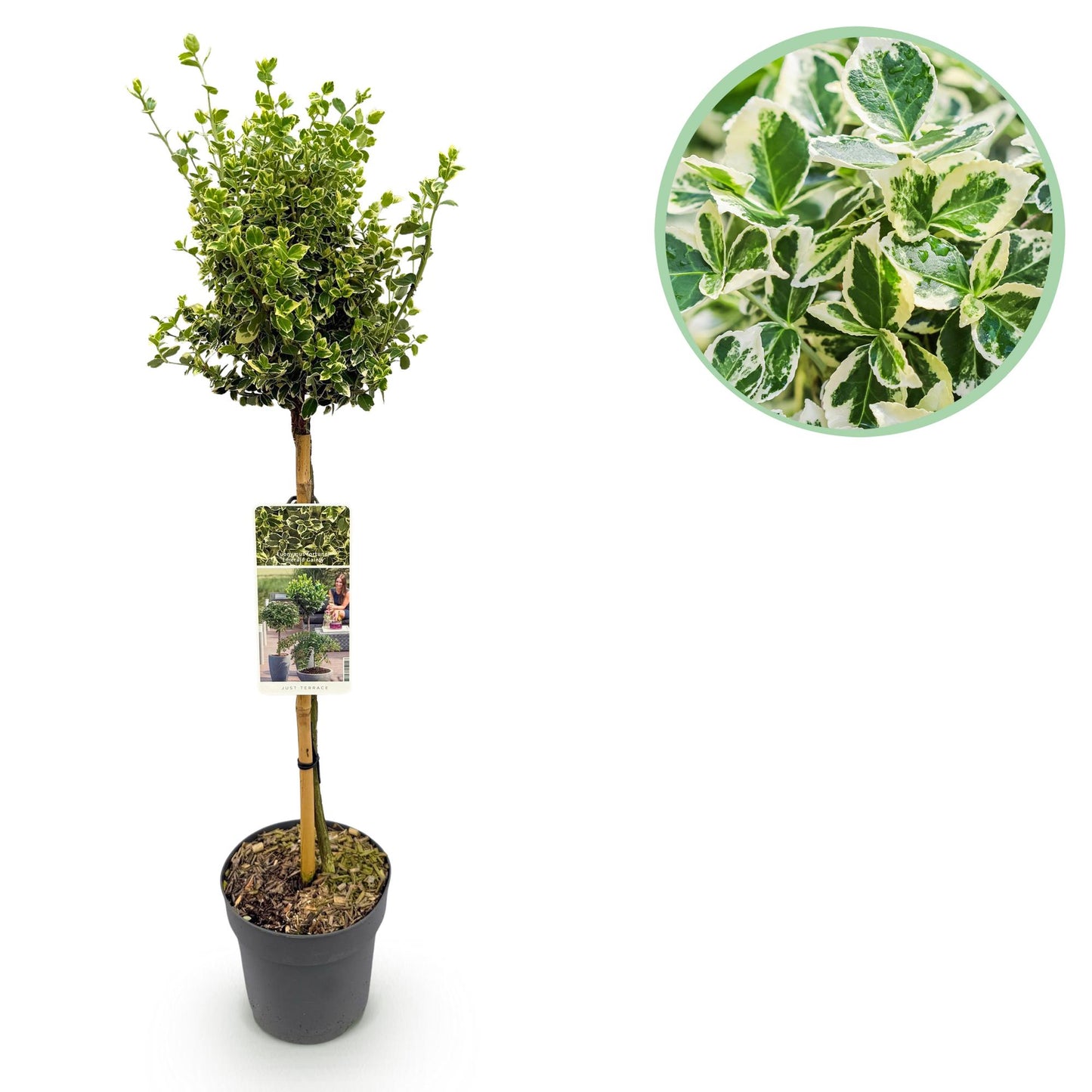 Euonymus fortunei Emerald Gaiety - Evergreen Patio Plant - Low Maintenance - Pot 19cm Height 90cm