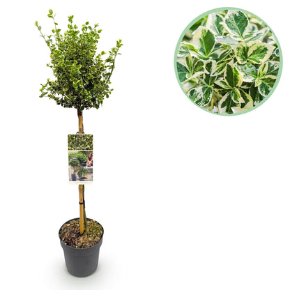 Euonymus fortunei Emerald Gaiety - Evergreen Patio Plant - Low Maintenance - Pot 19cm Height 90cm