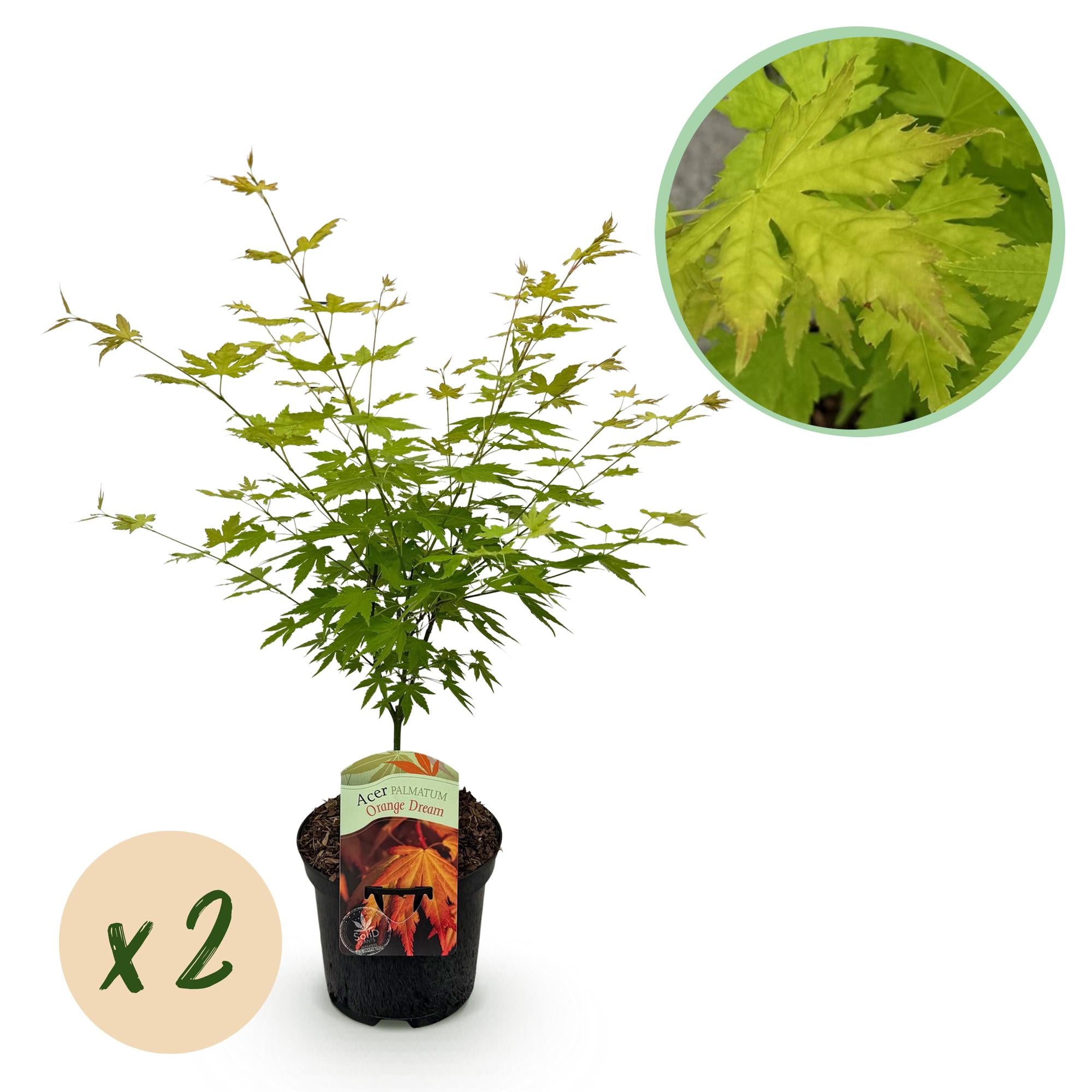 Terrasseplante – Japansk Løn – Acer palmatum 'Orange Dream' – Orange – 2 Planter – Bladfaldende – Potte Ø19 cm Højde 70 cm