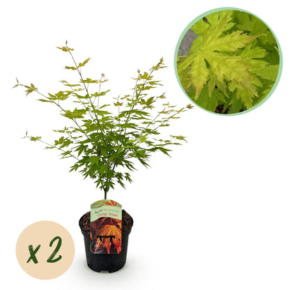 Patio plant – Japanese Maple – Acer palmatum 'Orange Dream' – Orange – 2 Plants – Deciduous – Pot Ø19 cm Height 70 cm