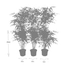 6x Fargesia Rufa Ø13 cm - ↕25 cm Bambus