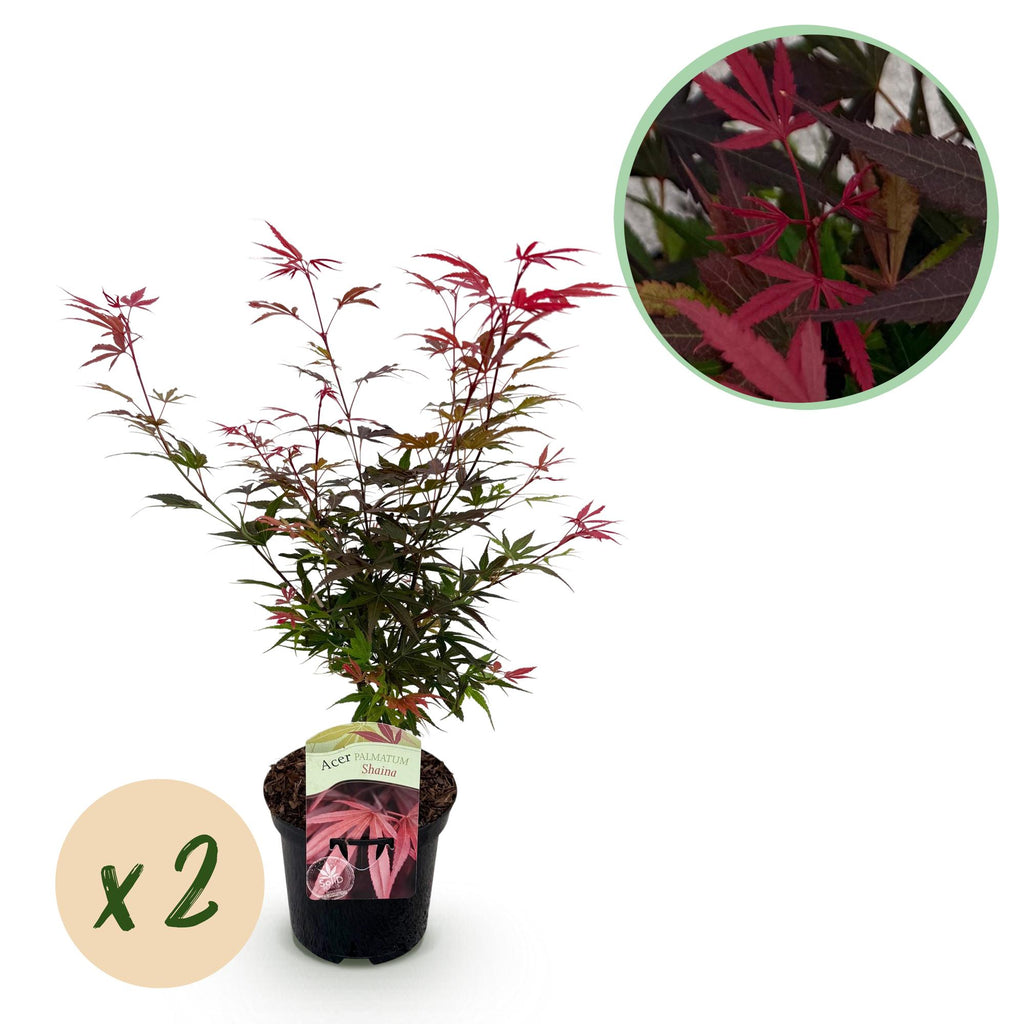 Terrasplante - Japansk Løn - Acer palmatum Shaina - Rød - 2 Planter - Bladfaldende - Potte 19 cm - Højde 70 cm