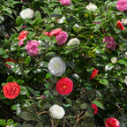 Buske - Camelia japonica Tricolor - Blomsterrosa, hvid og rød - 3 planter - 1 m2 - Stedsegrøn - Potte 15cm Højde 30cm