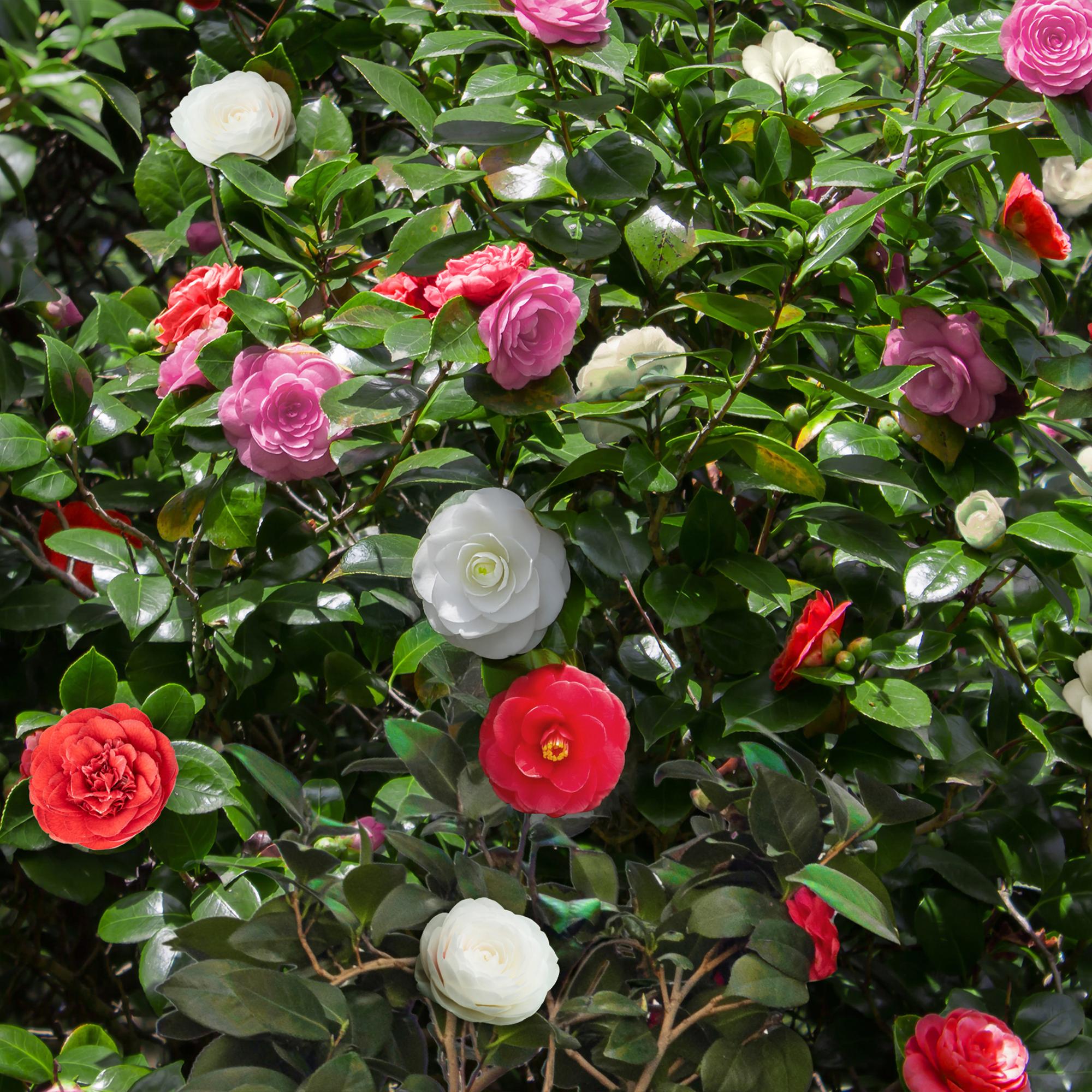 Buske - Camelia japonica Tricolor - Blomsterrosa, hvid og rød - 3 planter - 1 m2 - Stedsegrøn - Potte 15cm Højde 30cm