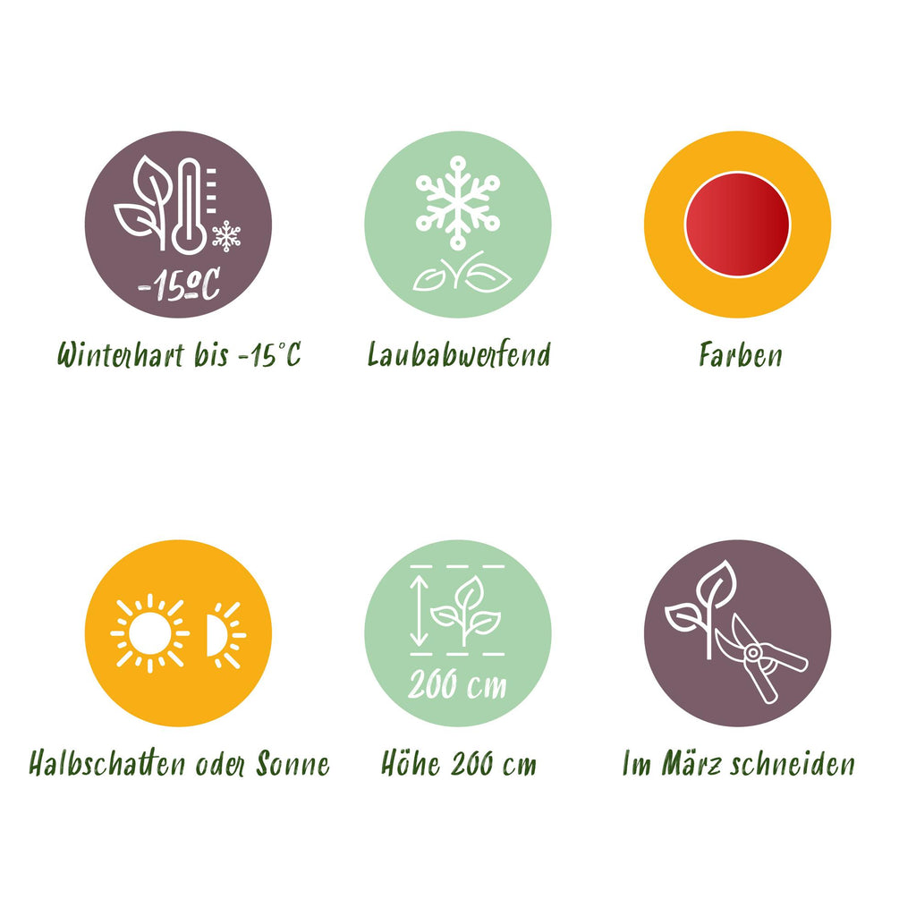 Terrasseplante – Japansk Løn – Acer palmatum 'Beni Maiko' – Rød – 2 Planter – Bladfaldende – Potte Ø19 cm Højde 70 cm