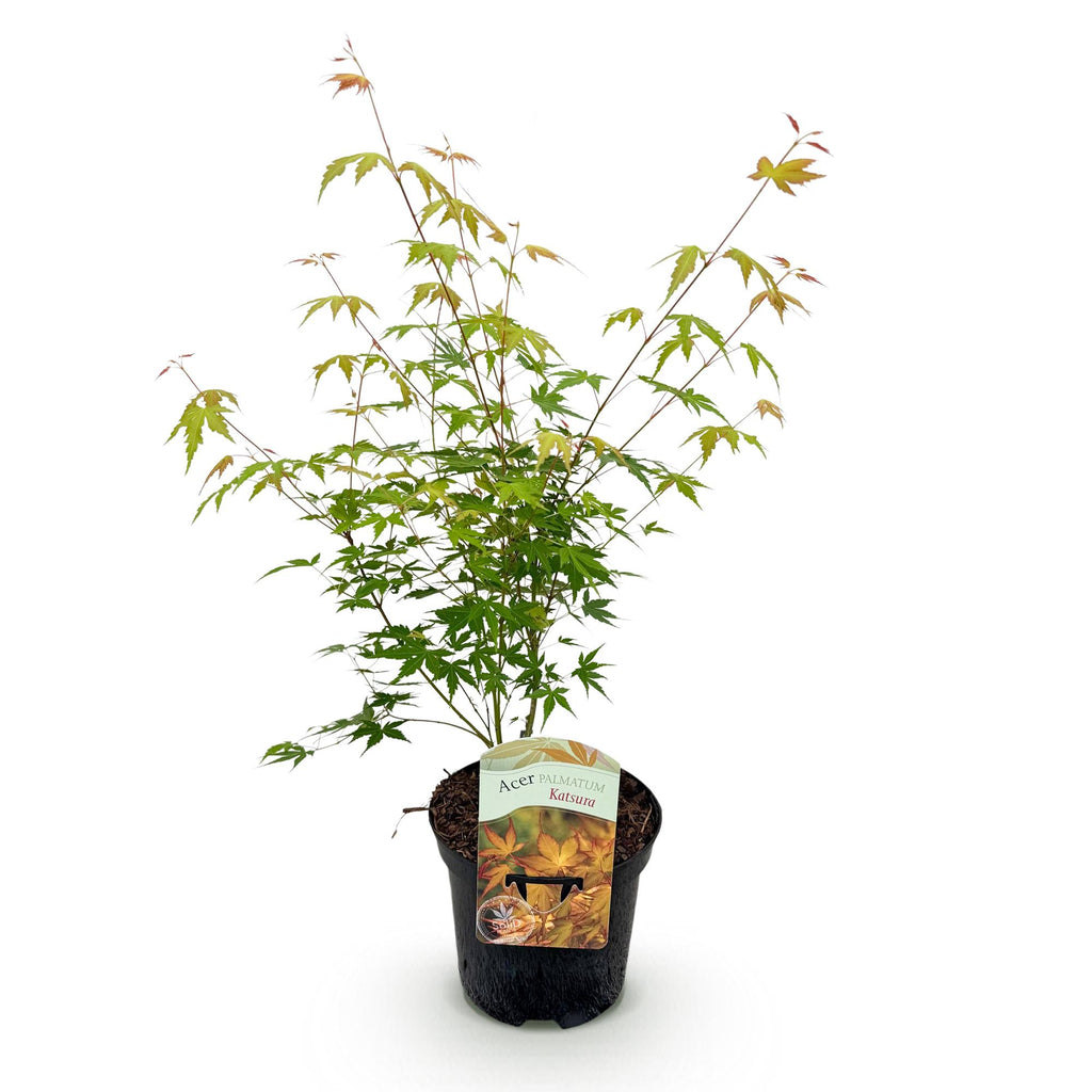 Terrasseplante – Japansk Løn 'Acer palmatum Katsura' – Orange – 1 Plante – Løvfældende – Pot Ø19 cm – Højde 70 cm