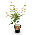 Terrasseplante – Japansk Løn 'Acer palmatum Katsura' – Orange – 1 Plante – Løvfældende – Pot Ø19 cm – Højde 70 cm