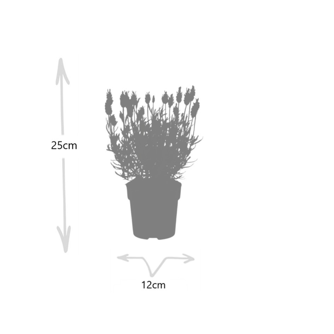 6x Lavandula angustifolia Felice® - 12 cm potte - Sæt med 6 lavendelplanter